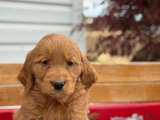 Goldendoodle dogs Bunnie - Ad 1