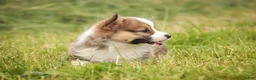 Welsh Corgi Pembroke dogs for sale: Buzz - Ad 6