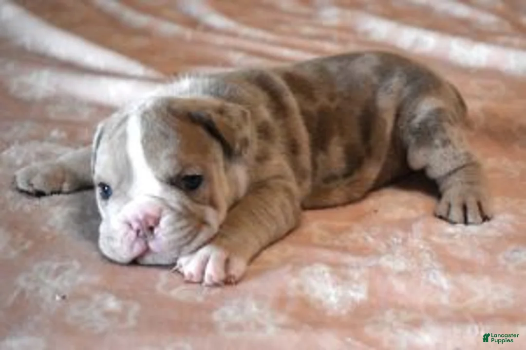 English Bulldog dogs for sale: AMBER LILAC MERLE - Ad 2