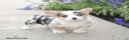 Welsh Corgi Pembroke dogs for sale: Laurel - Ad 5