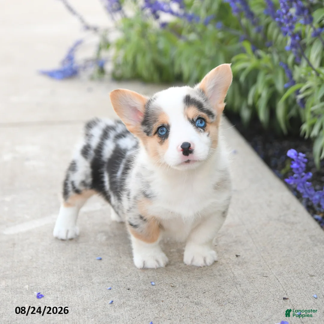 Welsh Corgi Pembroke dogs for sale: Laurel - Ad 5