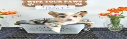 Welsh Corgi Pembroke dogs for sale: Rusty - Ad 2