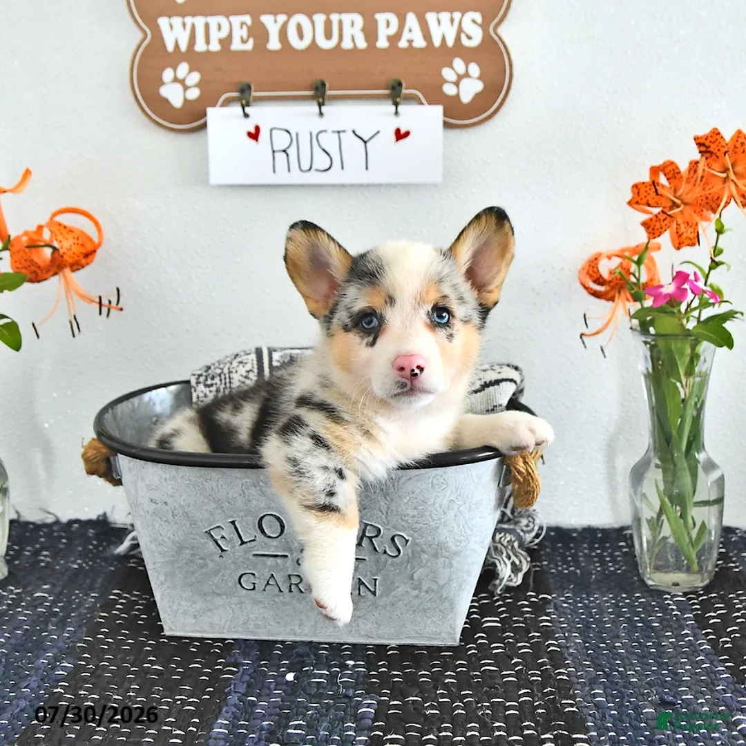 Welsh Corgi Pembroke dogs for sale: Rusty - Ad 2