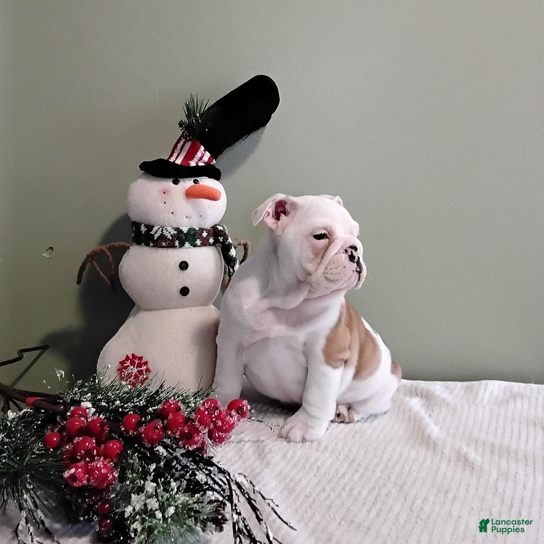 English Bulldog dogs for sale: Wanda - Ad 3
