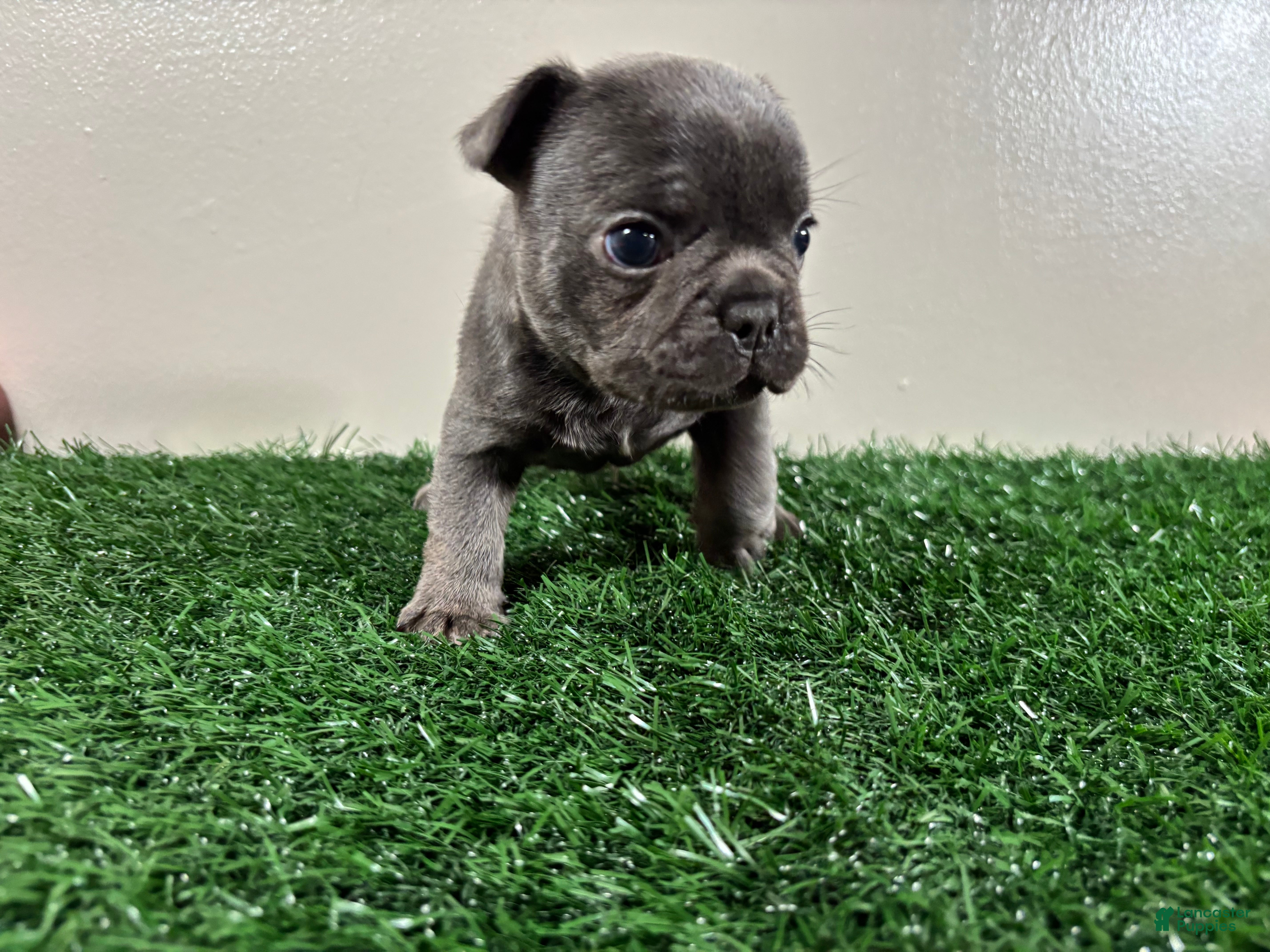 French Bulldog dogs Dash - Ad 2