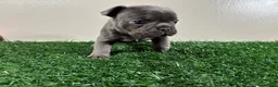 French Bulldog dogs for sale: Dash - Ad 2