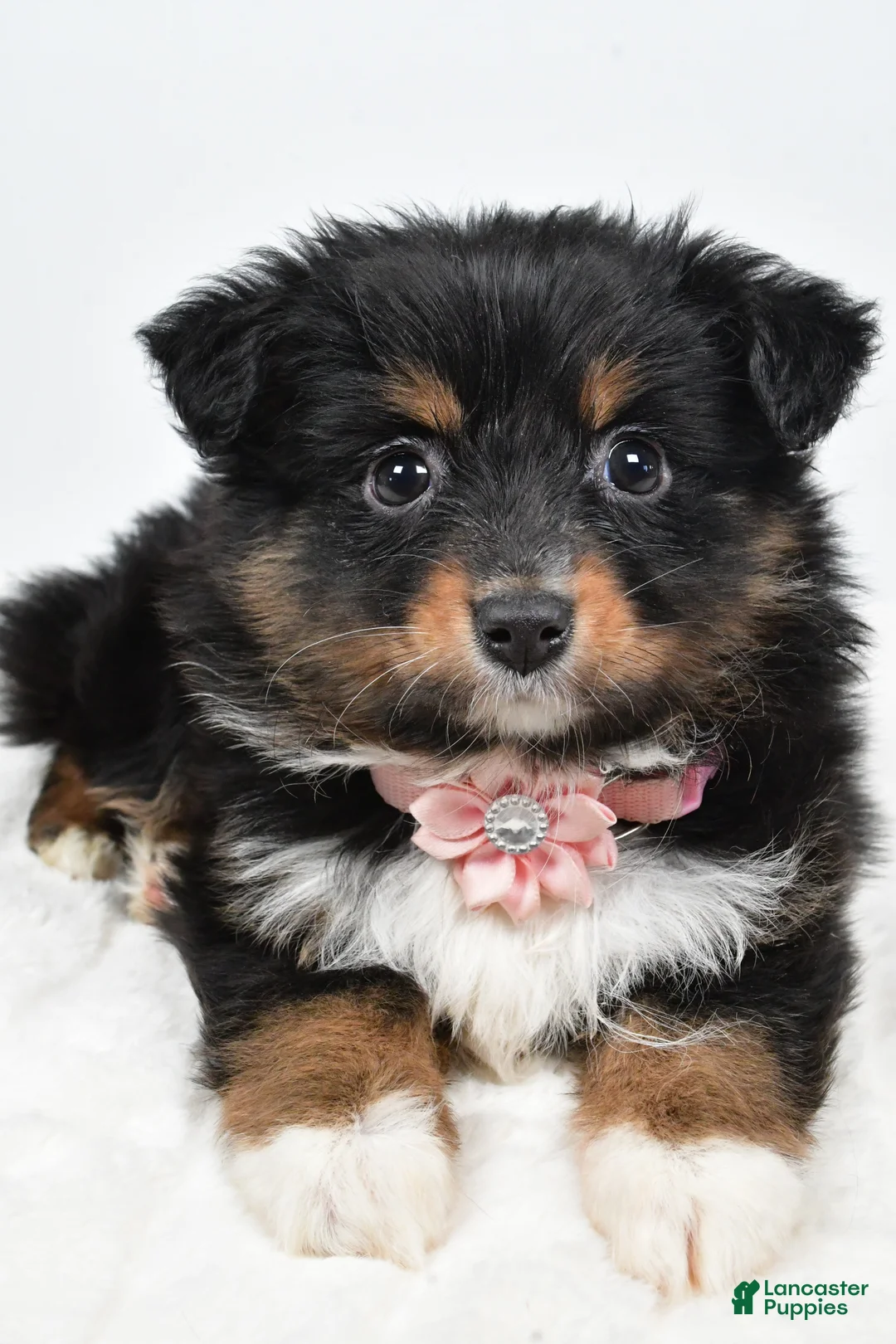 Miniature Australian Shepherd dogs for sale: Lilac - Ad 9