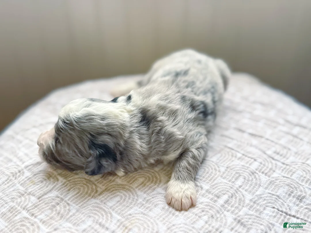 Mini Bernedoodle dogs for sale: Arthur - Ad 2