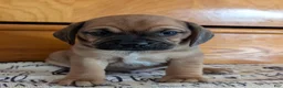 Puggle dogs for sale: Kidd - Ad 14