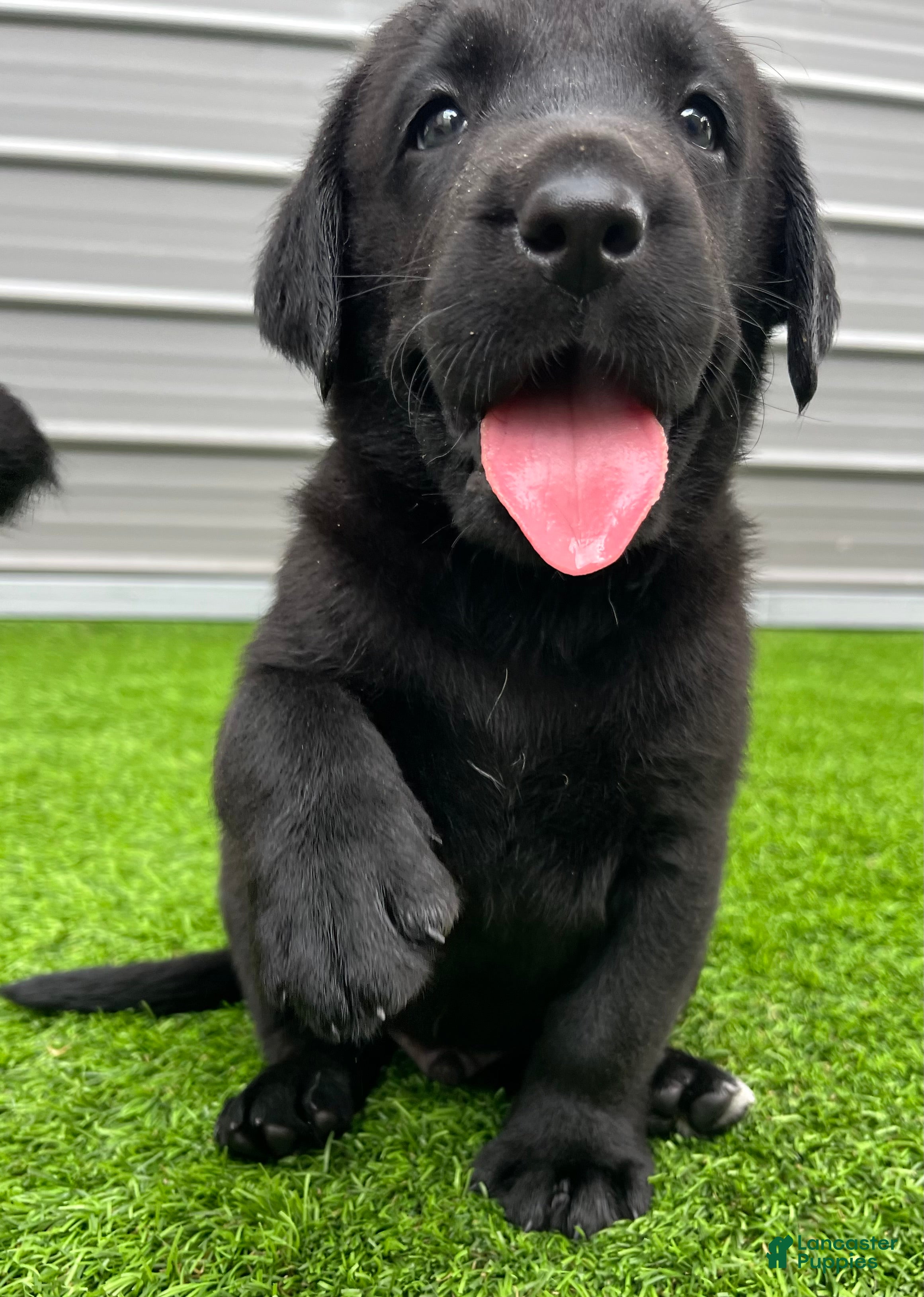 Labrador Retriever dogs for sale: Rye Black Male (White Toe. - Ad 1