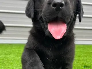 Labrador Retriever dogs for sale: Rye Black Male (White Toe. - Ad 2