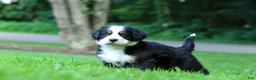 Bernese Mountain Dog dogs for sale: Bella - Ad 8