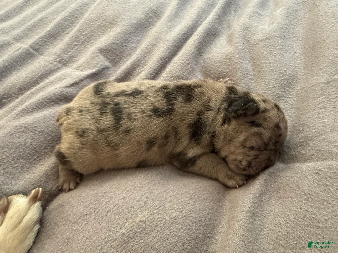 French Bulldog dogs for sale: French Bulldog Puppy 3 - Ad 1