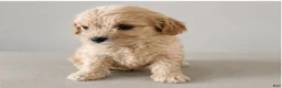 Cavapoo dogs for sale: Chloe - Ad 1