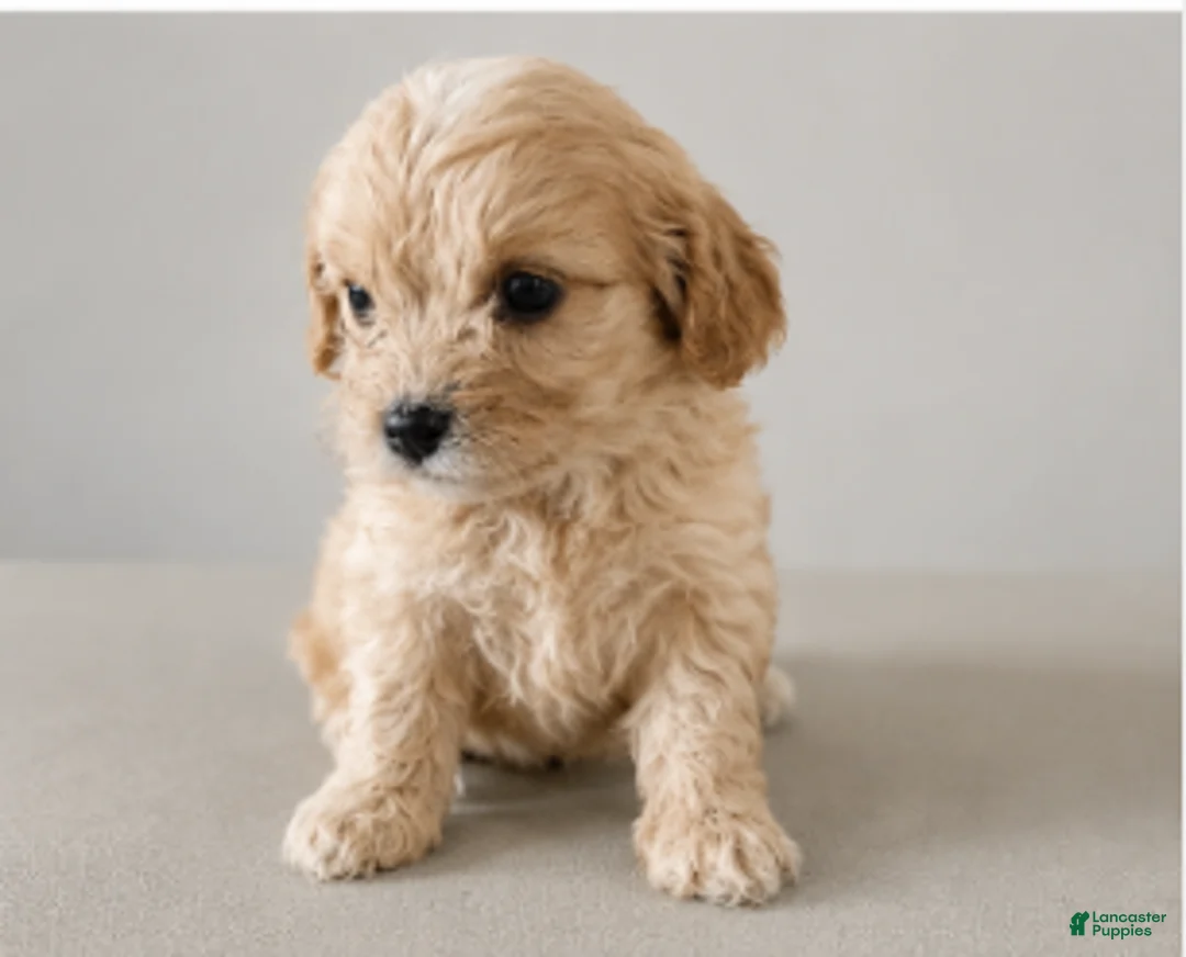 Cavapoo dogs for sale: Chloe - Ad 1