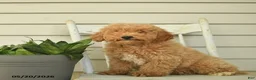 Mini Goldendoodle dogs for sale: Julius - Ad 3