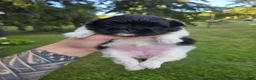 Pekingese dogs for sale: Deja Vu - Ad 2