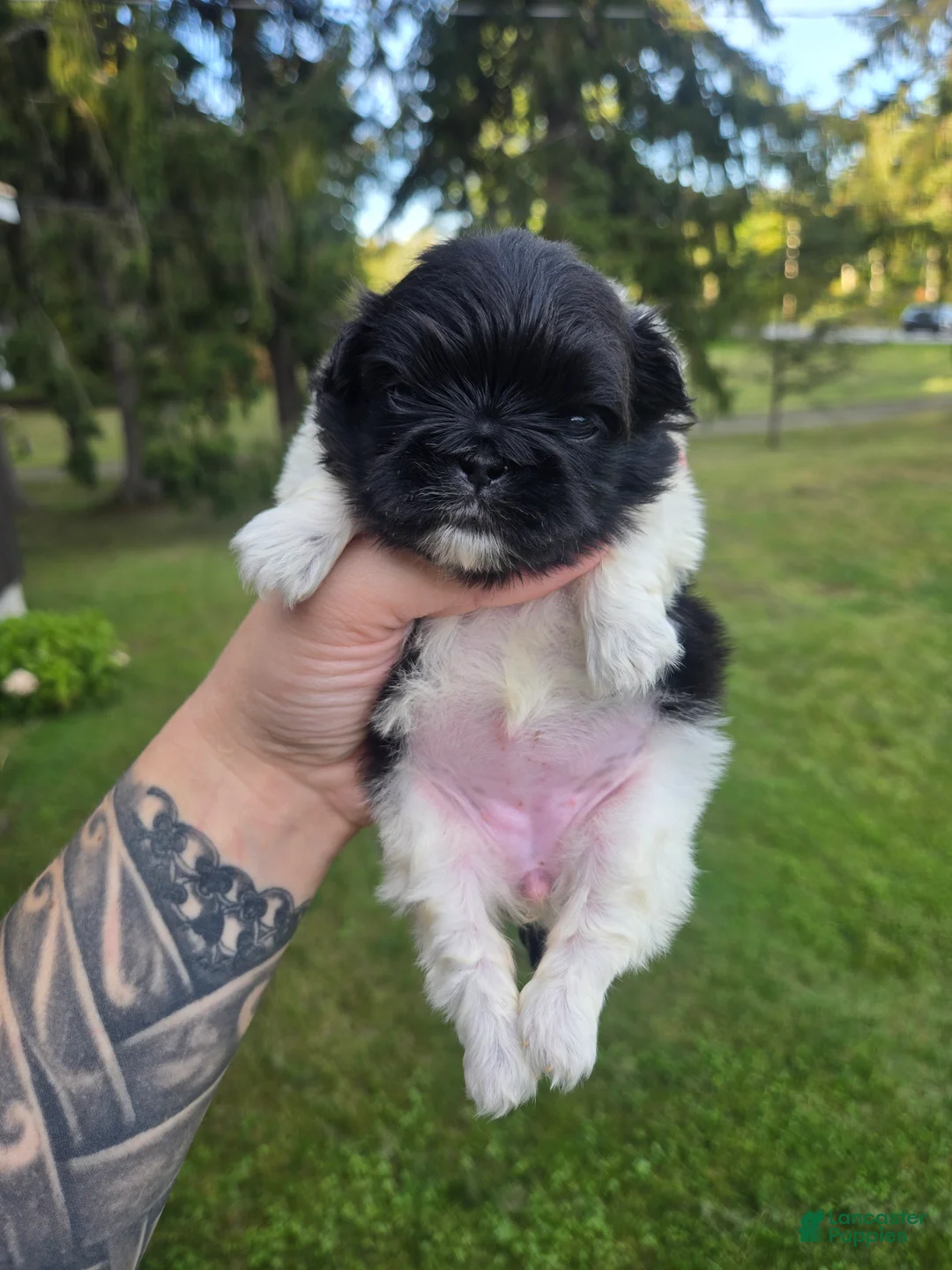 Pekingese dogs for sale: Deja Vu - Ad 2