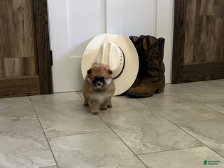 Pomeranian dogs - Ad 30