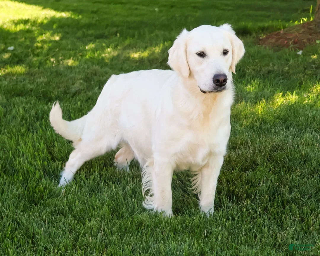 Golden Retriever dogs for sale: Turbo - Ad 8