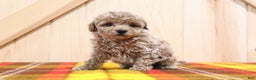 Bichpoo dogs for sale: Bichpoo Puppy 4 - Ad 4