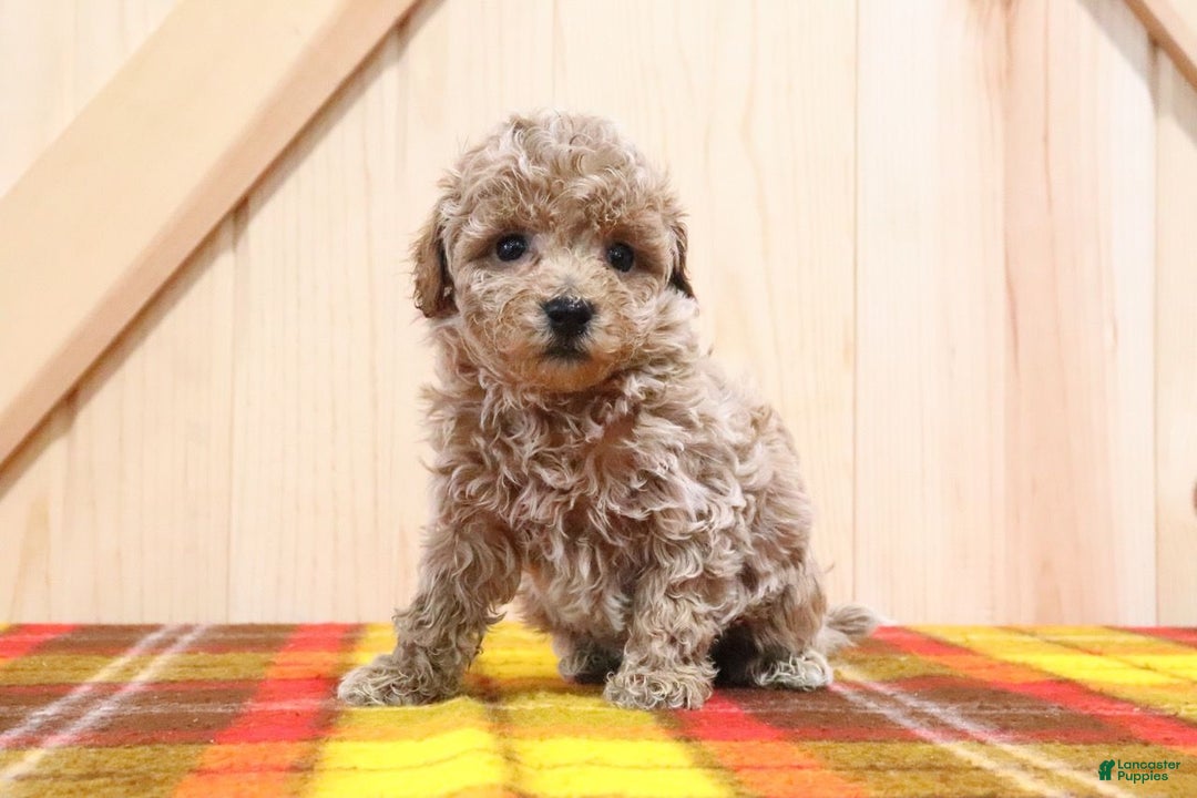 Bichpoo dogs for sale: Bichpoo Puppy 4 - Ad 4