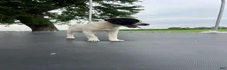Mixed Breed dogs for sale: Mixed Breed 1 - Ad 6