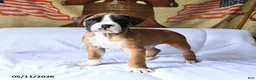 Boxer dogs for sale: Bentley - Ad 1