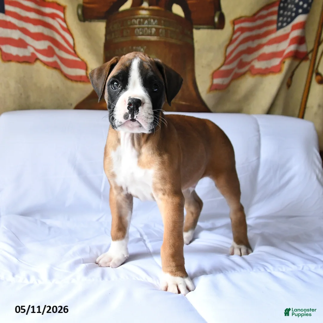 Boxer dogs for sale: Bentley - Ad 1
