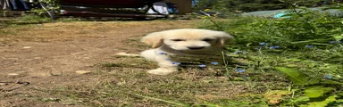 Golden Retriever 5