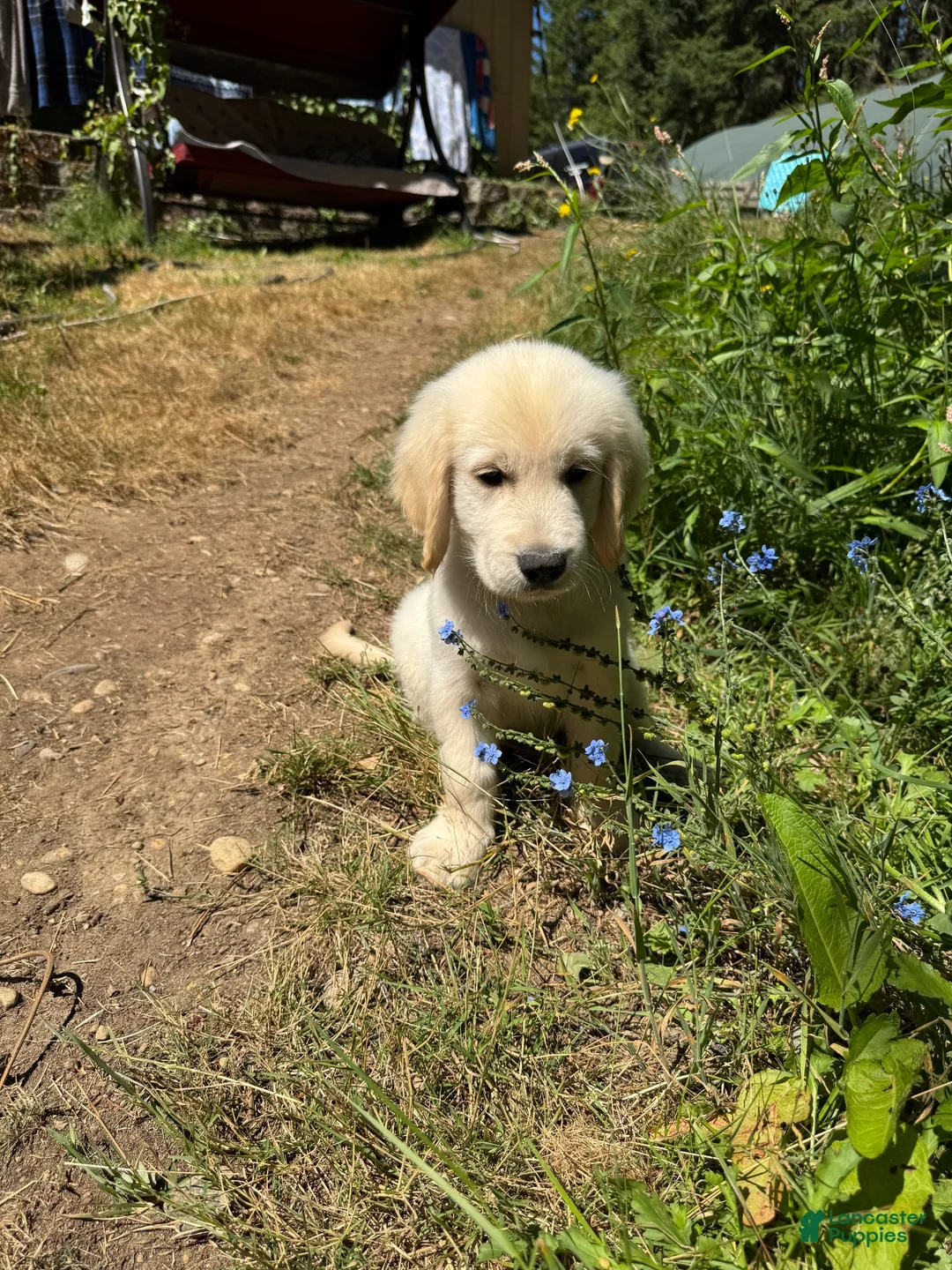 Golden Retriever dogs for sale: Golden Retriever 5 - Ad 1