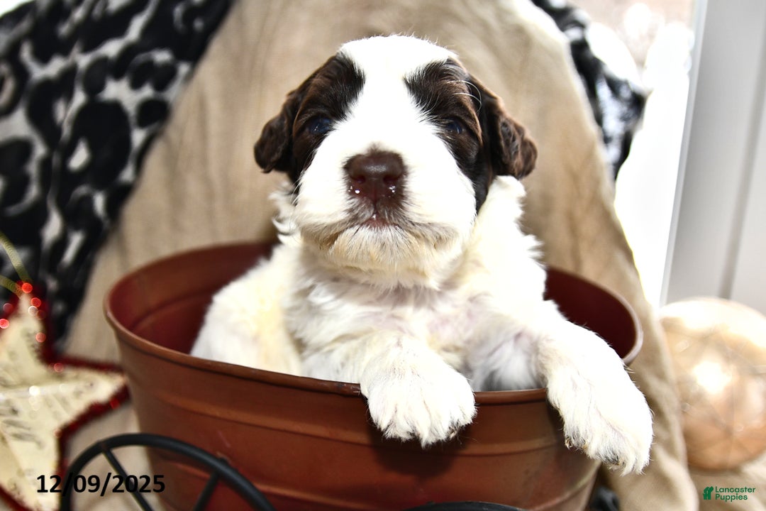 Portuguese Water Dog dogs for sale: Dazzle  - Ad 5
