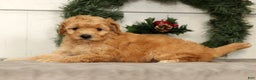 Mini Goldendoodle dogs for sale: Star - Ad 6