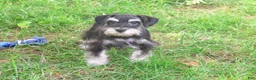 Miniature Schnauzer dogs for sale: Jonah - Ad 3
