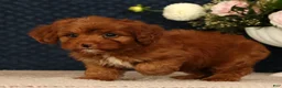 Cavapoo dogs for sale: Kendall - Ad 9