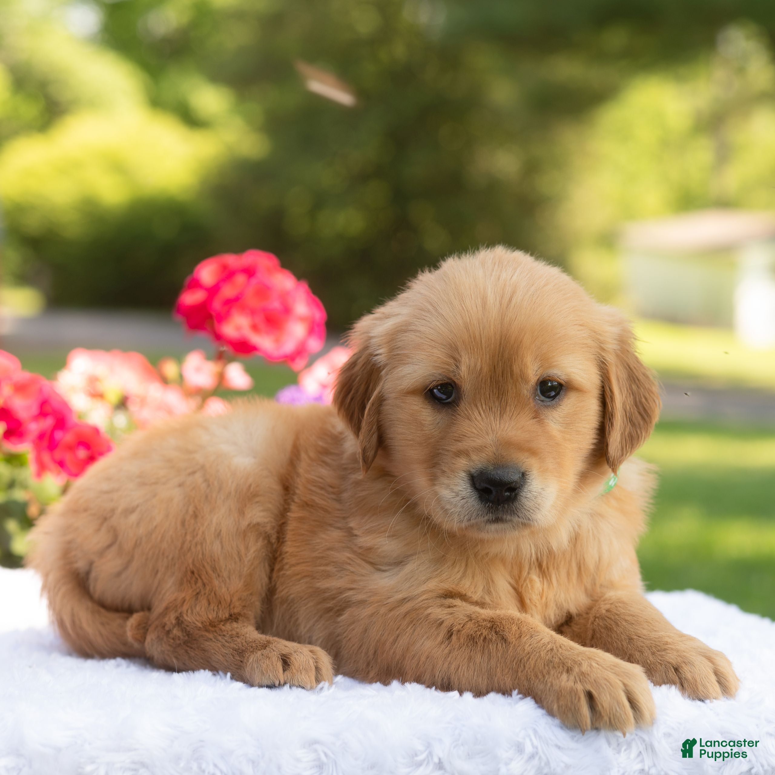 Golden Retriever dogs Sally  - Ad 2