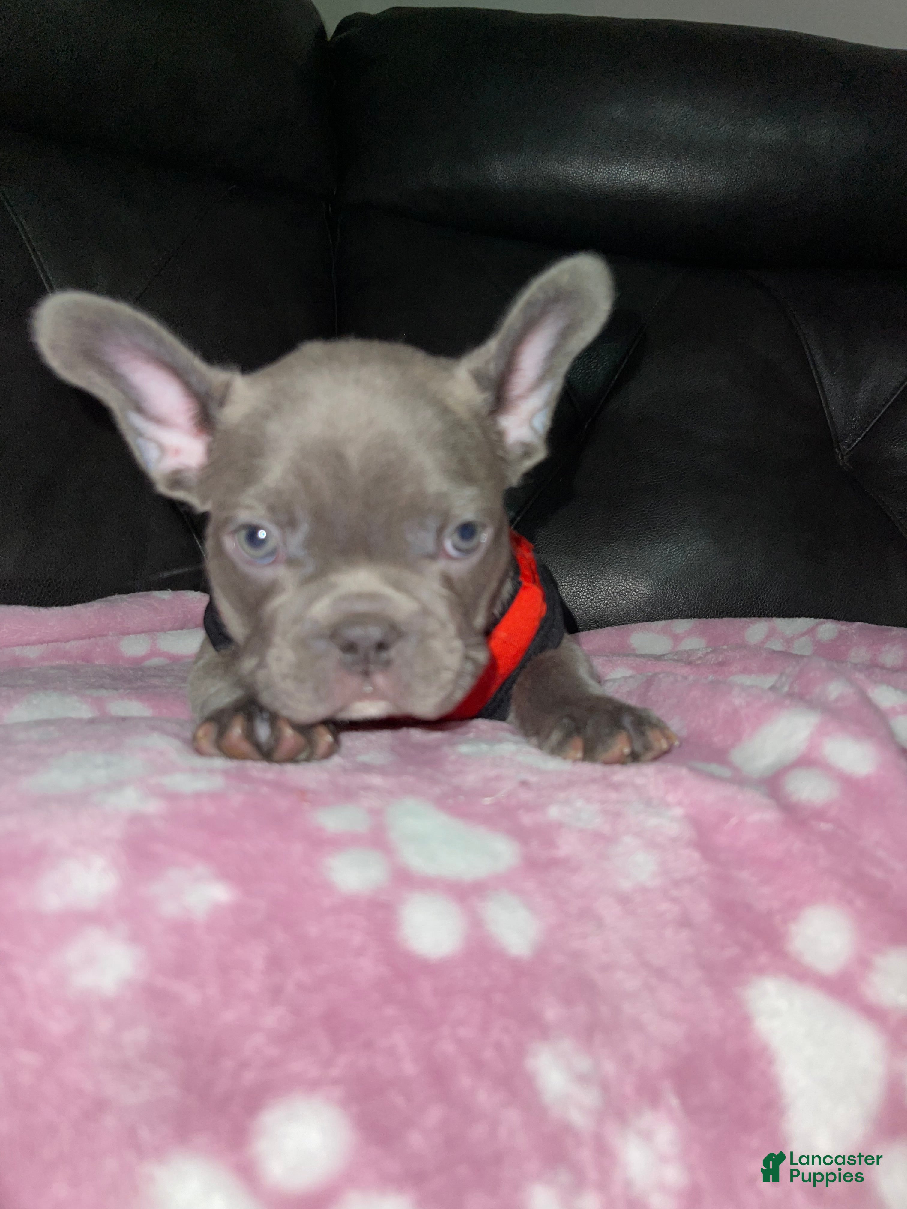 French Bulldog dogs Fat Boy - Ad 2