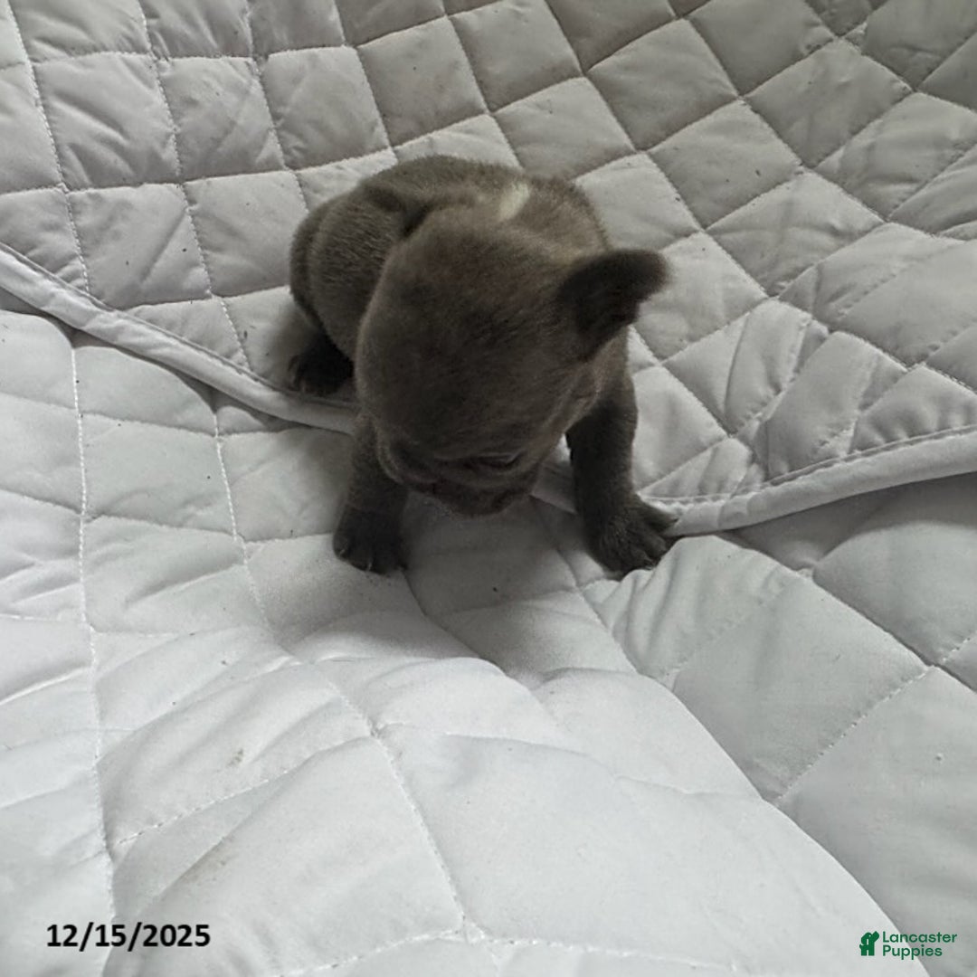 French Bulldog dogs for sale: Blue - Ad 4