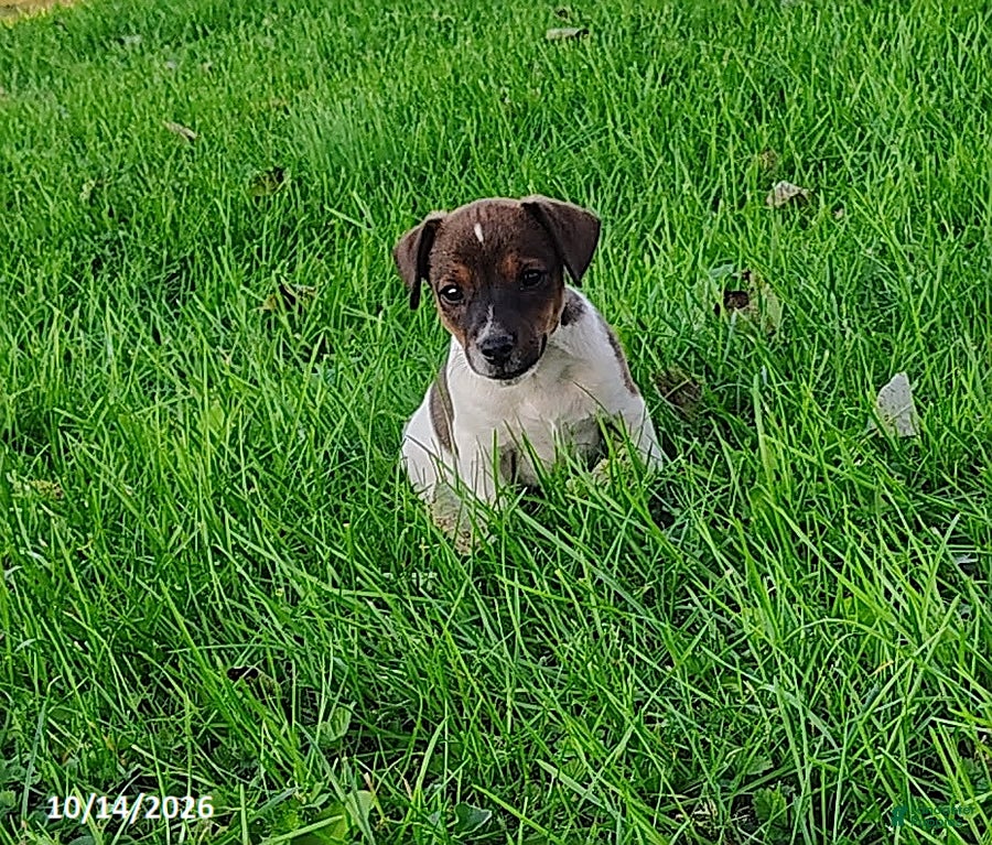 Jack Russell Terrier dogs for sale: Rusty - Ad 2