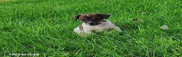Jack Russell Terrier dogs for sale: Rusty - Ad 2