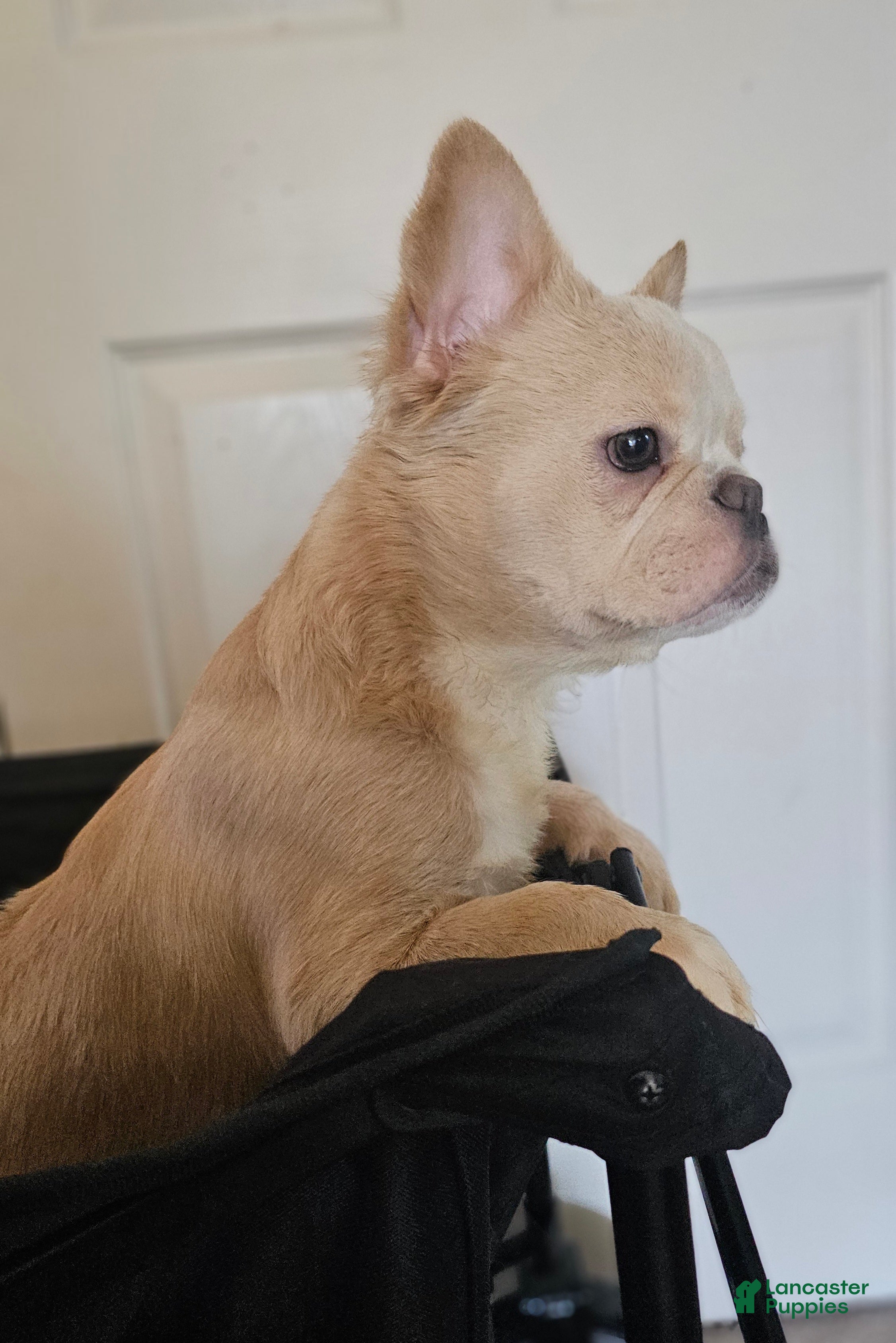 French Bulldog dogs 🐾 Cielo – Female Fluffy French Bulldog Puppy - Ad 36