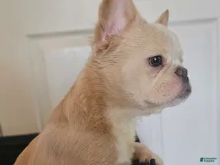 French Bulldog dogs 🐾 Cielo – Female Fluffy French Bulldog Puppy - Ad 36