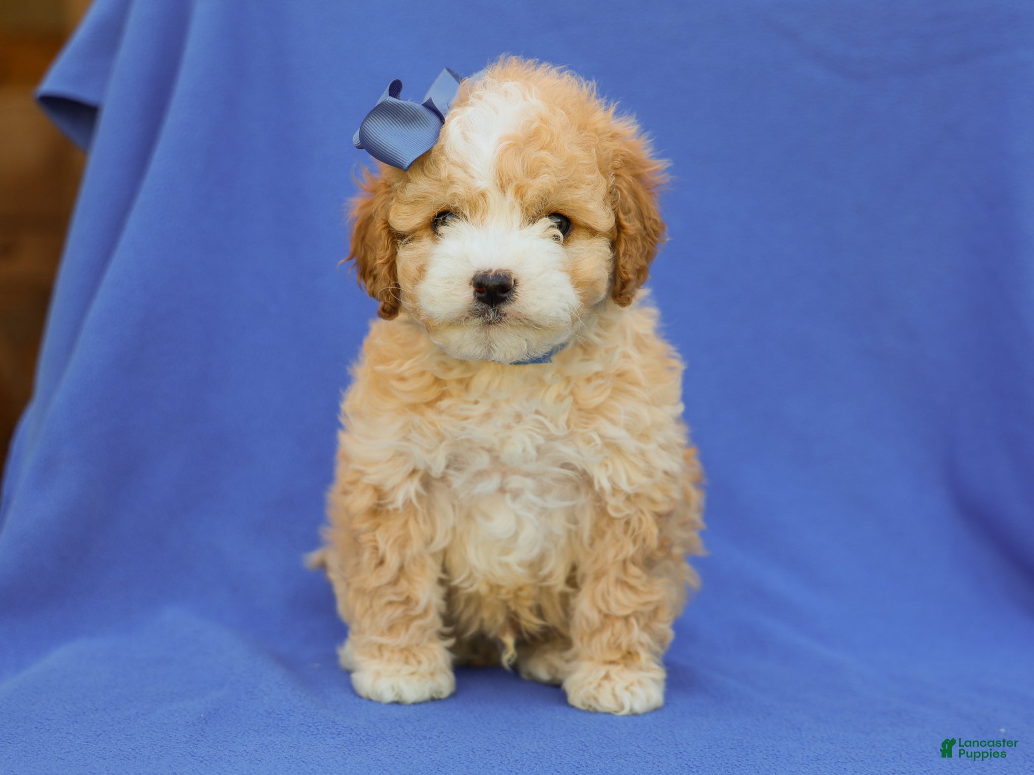 Cavapoo dogs for sale: Ivo F1B Cavapoo Pup - Ad 1