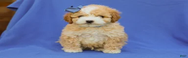 Ivo F1B Cavapoo Pup