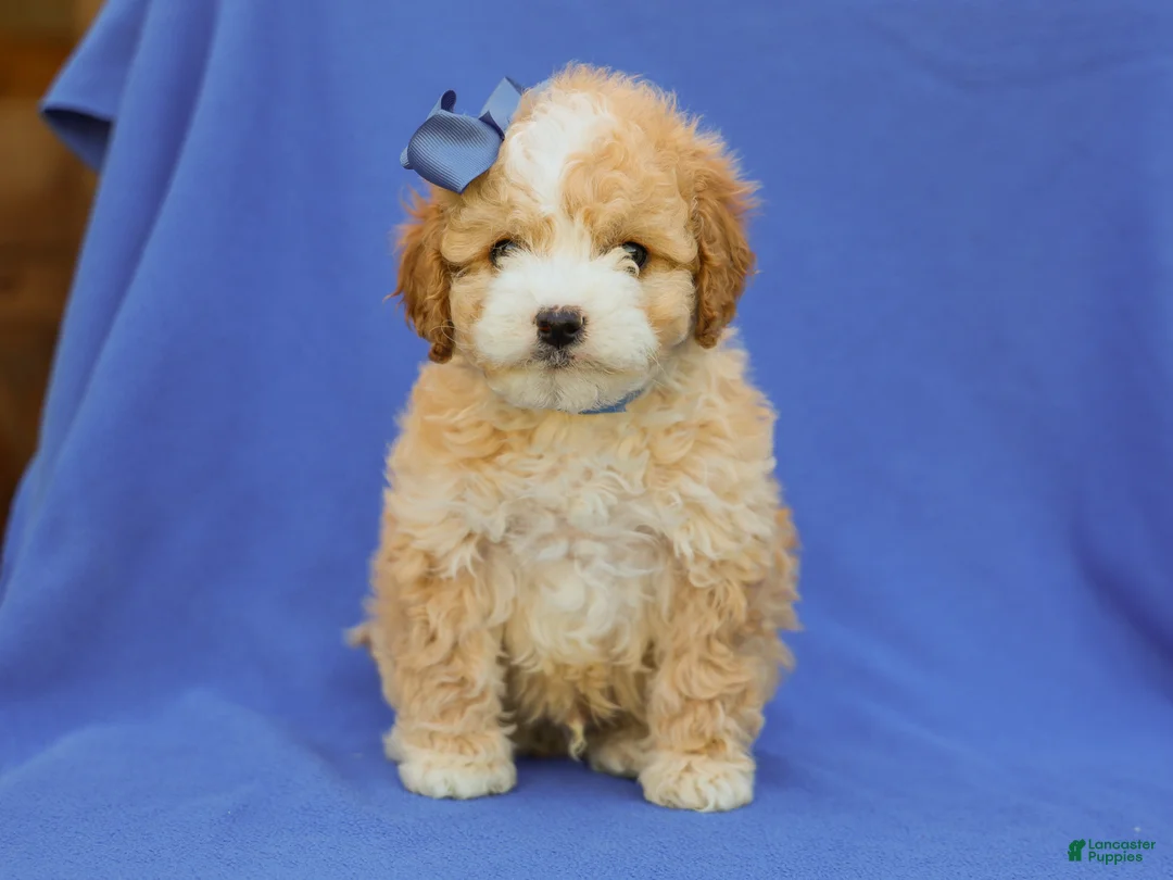 Cavapoo dogs for sale: Ivo F1B Cavapoo Pup - Ad 1