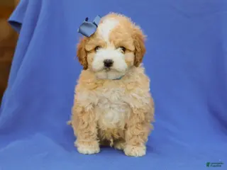 Cavapoo dogs for sale: Ivo F1B Cavapoo Pup - Ad 1