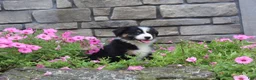 Australian Shepherd dogs for sale: Polly - Ad 1