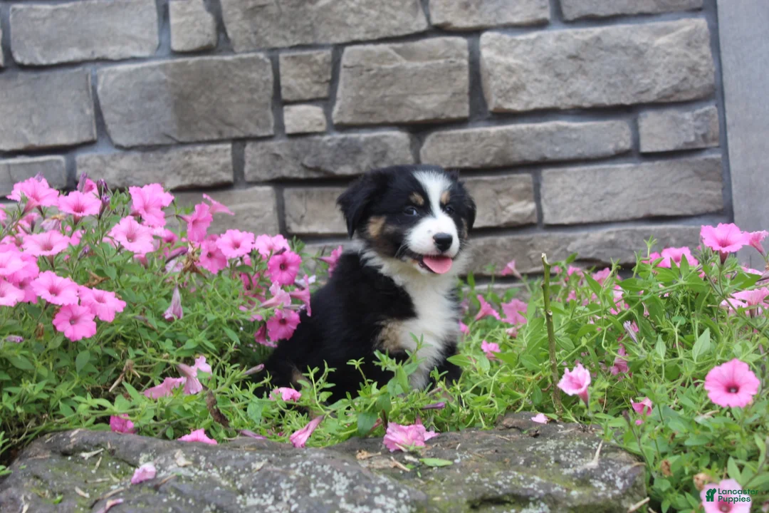 Australian Shepherd dogs for sale: Polly - Ad 1