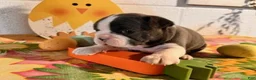 Boston Terrier dogs for sale: Bluey - Ad 5