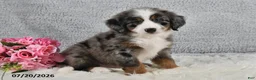 Mini Bernedoodle dogs for sale: Kenji - Ad 3
